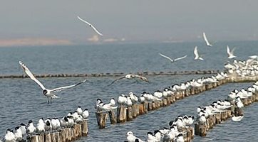 Правят изкуствен остров за птици във Варненското езеро