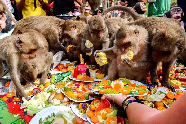 4 хиляди маймуни пируваха с над два тона плодове в Тайланд (Видео, снимки)