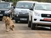 Лъв избяга от резерват и нападна мъж в Найроби (Видео)