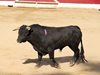 Игри с укротяване на бикове взеха две жертви в Индия