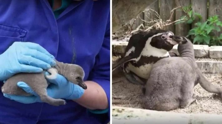 11 пингвинчета от застрашен вид се излюпиха във Великобритания (ВИДЕО)