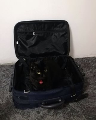 Котката много добре разбира, че ще ви няма, когато види, че стягате куфарите.
