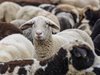 Отрова, изхвърлена край Петрич, уби шест овце