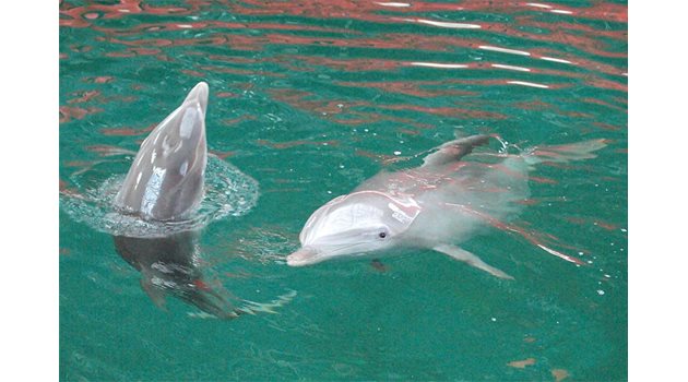 ПОКОЛЕНИЕ: През 2004 г. Йоана ражда във варненския делфинариум.