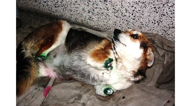 Жестокостта над кучето Мима, чиито лапички бяха отсечени, стана причина насилието над животни да влезе в Наказателния кодекс. СНИМКИ: АРХИВ