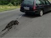 Прокуратурата се самосезира за кучето, влачено от кола в Бузовград