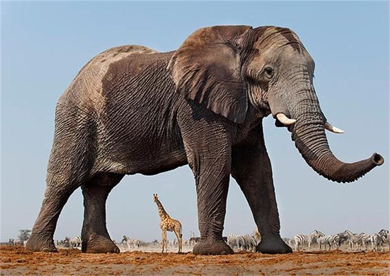 Гигантски слонове шетат из Африка (Оптична измама)