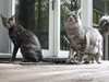 Две котки от Книгата на рекордите на Гинес загинаха при пожар