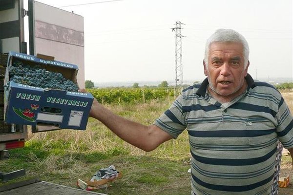 Мафиотите ни взимат гроздето без пари, казва Йордан Власев. поне половината Брестовица тази зима ще се избеси.