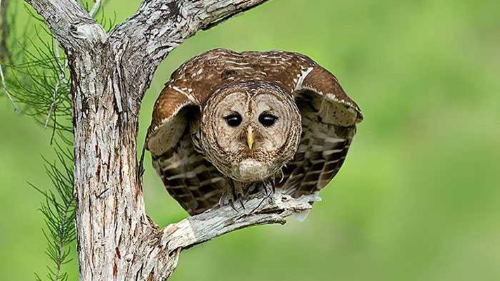 2009 NBP WINNER YOUTH PHOTOGRAPHER OF THE YEAR  BARRED OWL  By Alexander Mody, at age 18