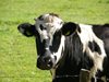 Крави предизвикаха катастрофа на пътя Русе-Разград