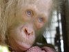 Дадоха име на индонезийския орангутан албинос