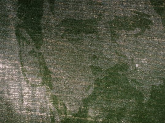 Образът на Лео Меси в царевична нива. СНИМКИ: Ройтерс