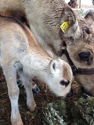 Малкия Гошко се родил на 6 май 2017-а, но 4 месеца по-късно неизвестен натровил него и цялото семейство елени.