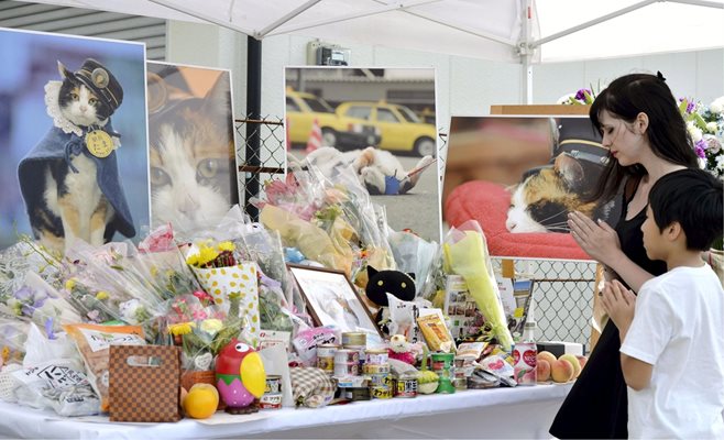 Местни японци опставят цветя пред снимки на котката Тама след погебението й през 2015 г.
