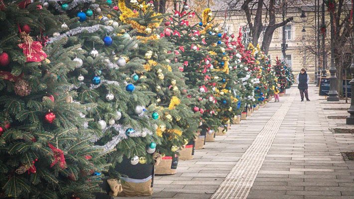 Коледна украса в София Снимка: Георги Кюрпанов-Генк