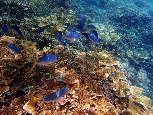 Австралия дава 380 млн. долара, за да възстанови Големия бариерен риф 
