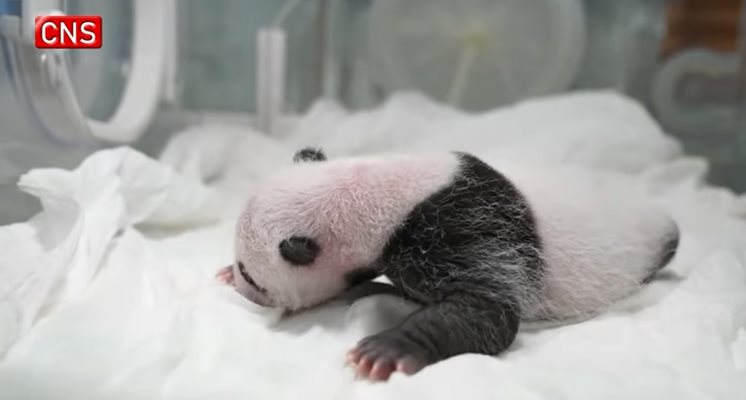 Роди се най-тежкото бебе панда