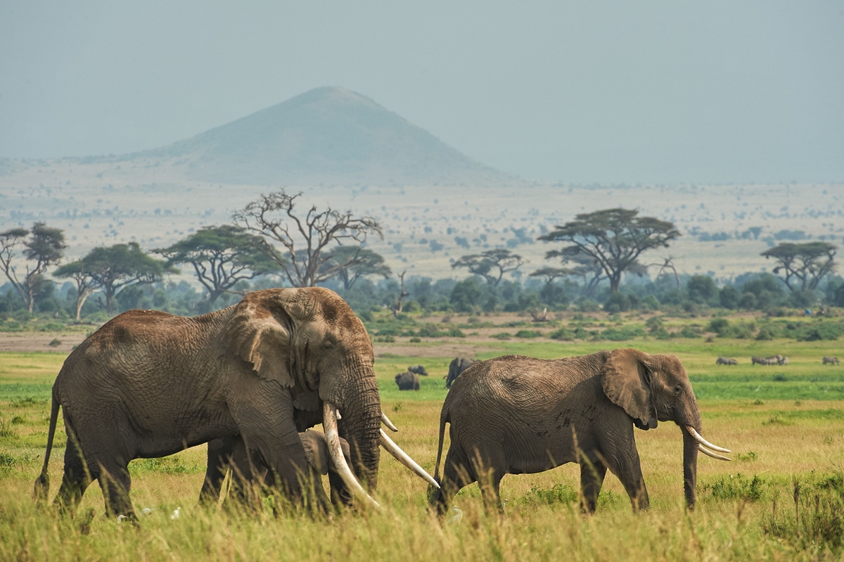 Гладни и жадни слонове съсипват реколтата в Кения