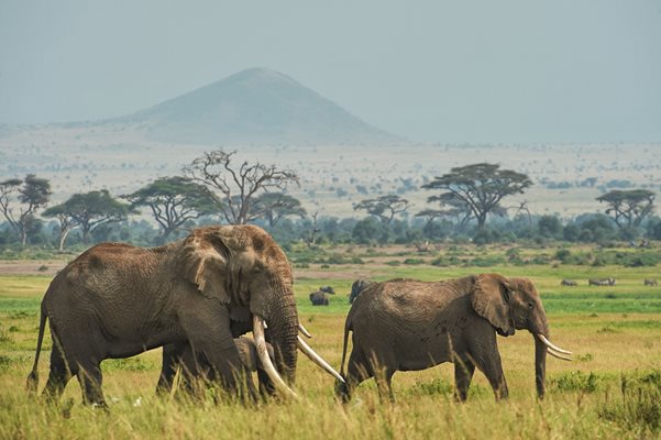 Слонове, заснети в Национален парк в Африка
