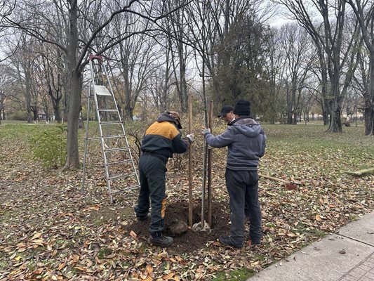 Залесяване в Русе
Снимка: Пресцентър на община Русе