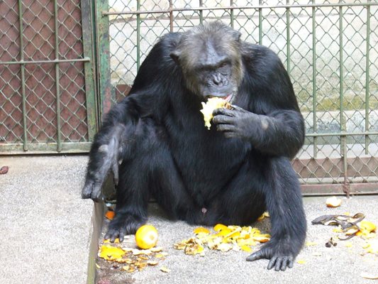 Шимпанзе
Снимка: Ваньо Стоилов