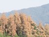 Корояди съсипаха 14 000 дка борови гори в Родопите