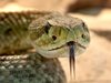 Откриха една от най-смъртоносните змии в света в кутията с обяда на австралийче