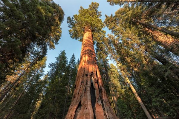 Калифорния се опитва да направи невидимо най-високото дърво в света