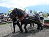 Тежковозни коне мериха сили в Разлог