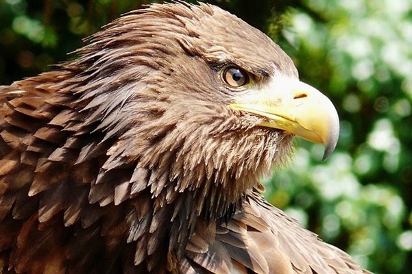 Морският орел се завърна във Велико Търново 13 години по-късно