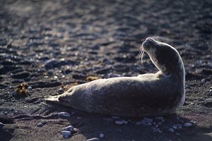 Стотици мъртви тюлени край Каспийско море
