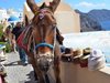 ПЕТА: Гърция прикрива малтретирането на магаретата на Санторини
