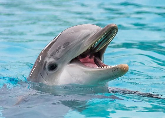 Делфинчето е спасено