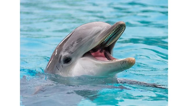 They saved a distressed dolphin near Burgas