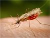 В Лом пръскат срещу комарите със самолет