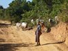 Шведските животновъди тънат в отчаяние заради небивала суша