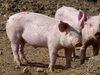 Четири предполагаеми случая на африканска чума при свине в Сърбия