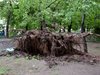 Броят на жертвите на урагана в Москва достигна до 14 души (Видео)