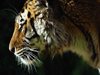 Китай и Русия ще си сътрудничат в защитата на сибирския тигър и амурския леопард