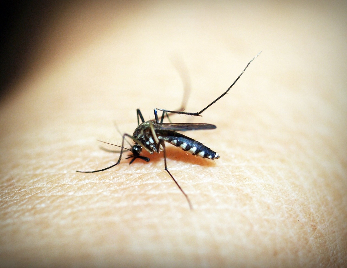 Пръскат срещу комари на територията на Община Русе