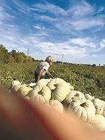 По време на беритба в стопанството на Васил Спасов