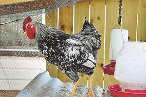 Как да изберете петел-бодигард за кокошките носачки