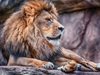 Два лъва избягаха от клетките си в зоопарка в Лайпциг