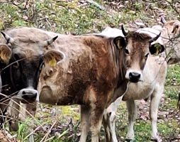 Гръцките крави се появяват в граничното село Тихомир рано на пролет и остават тук до късна есен.
