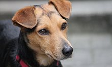 Застреляха кучетата на фермер във Варненско