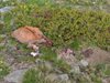 Бракониери убиха дива коза в НП "Рила"