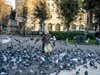 Поставят гълъбите в Барселона на контрацептиви