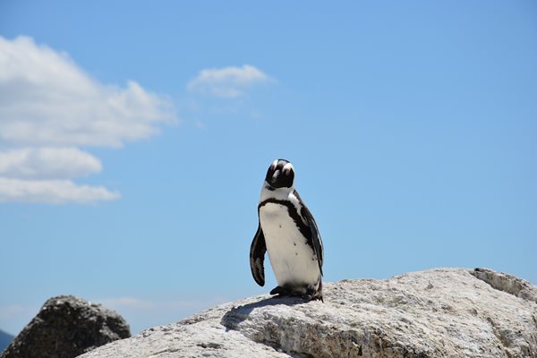 Самотен пингвин търси любов  в сайт за запознанства "Много риба". Снимка: Pixabay