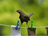 Градските птици са по-умни от живеещите в провинцията